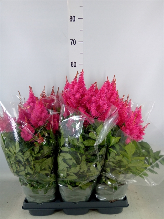 <h4>Astilbe arendsii 'Drum and Bass'</h4>