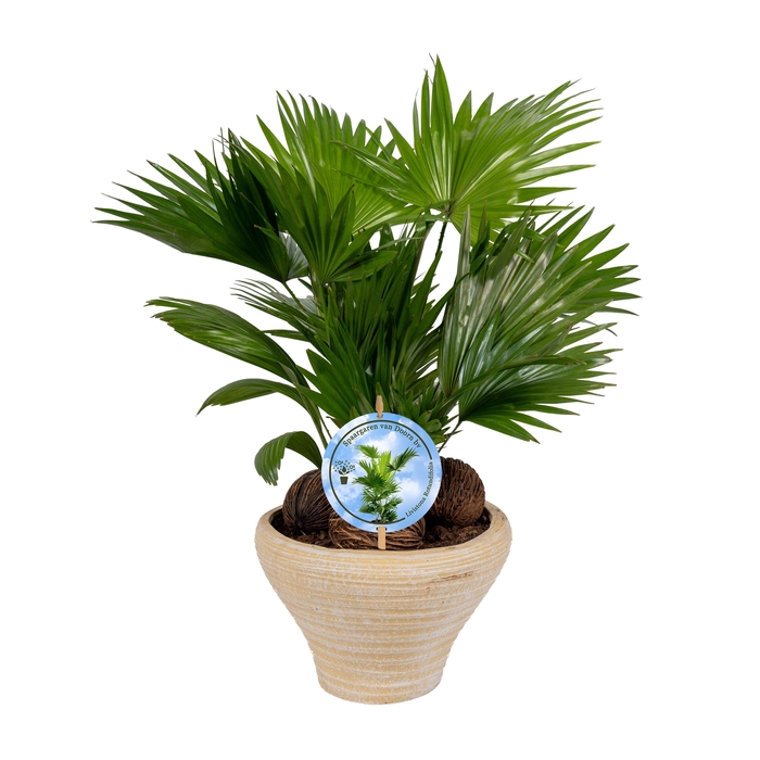 <h4>Livistona nr 6 hoedje creme Lucht Zuiverend Aspd</h4>