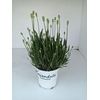 Lavandula x intermedia Edelweiss
