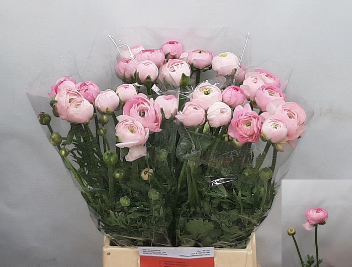 <h4>RAN AM MARSHMALLOW</h4>