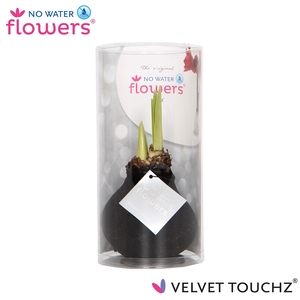 No Water Flowers Velvet Touchz® Black in koker