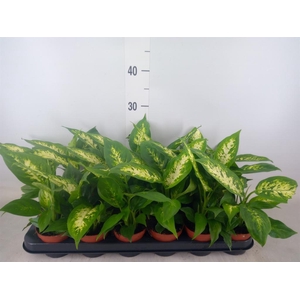 Dieffenbachia  'Compacta'