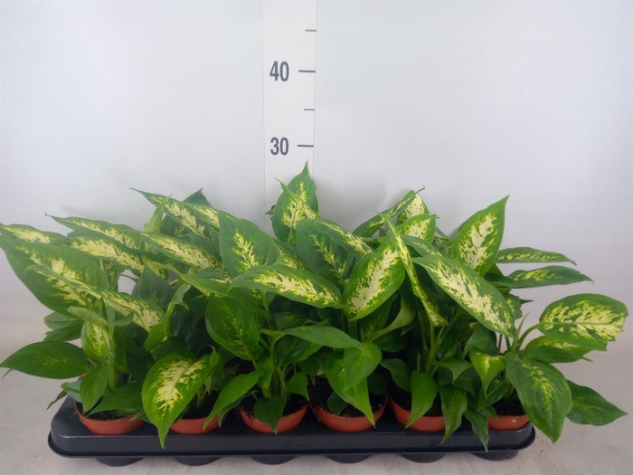 <h4>Dieffenbachia  'Compacta'</h4>