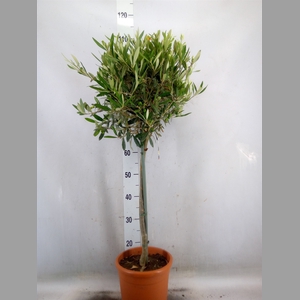 Olea europaea