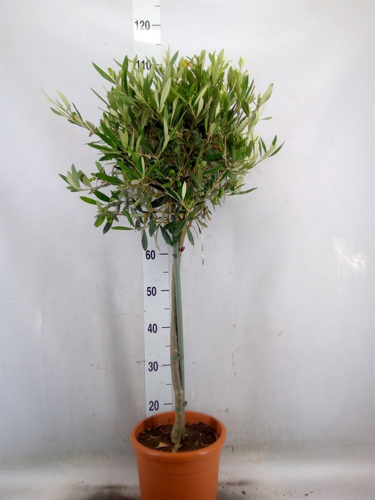 <h4>Olea europaea</h4>