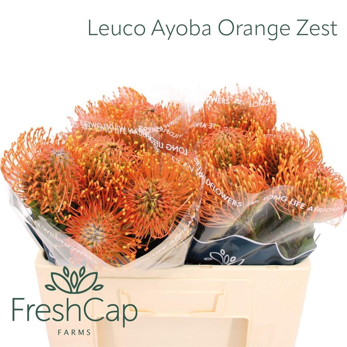<h4>Leuco Ayoba Orange Zest</h4>