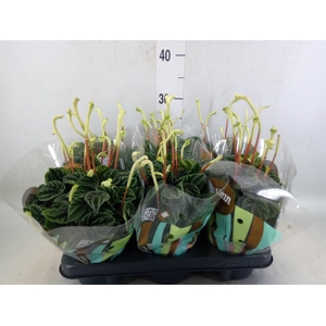 Peperomia caperata 'Lilian'