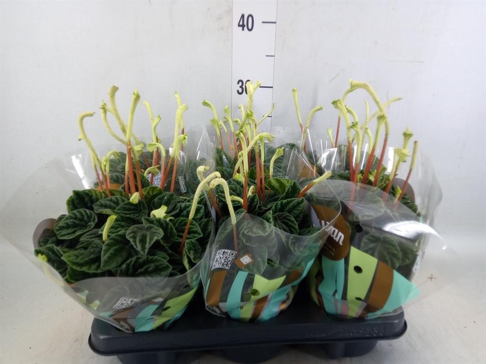 <h4>Peperomia caperata 'Lilian'</h4>