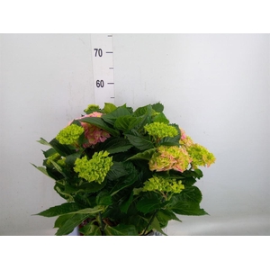 Hydrangea mac. 'Hi River'