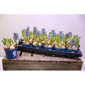 arr8 Bolbloemen Gem In Pot