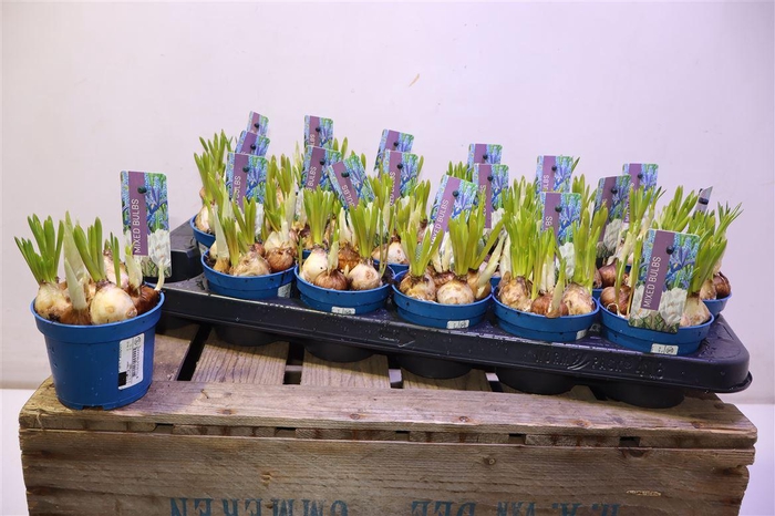 <h4>Bolbloemen Gem In Pot</h4>