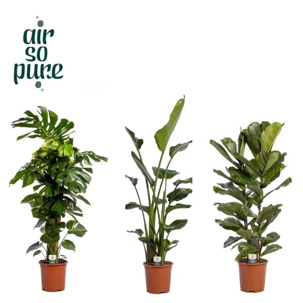 Groen Mix p27 LUXE (Air So Pure)