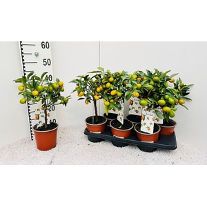 Citrus Kumquat Nagami on stem