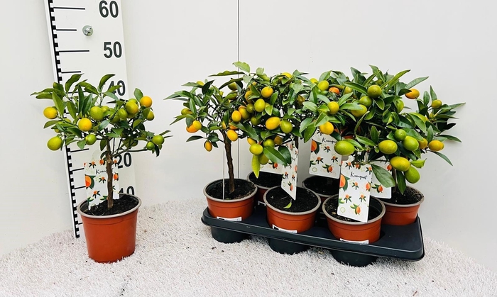<h4>Citrus Kumquat Nagami on stem</h4>