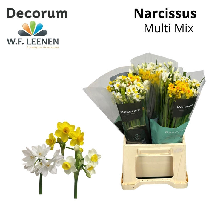 <h4>Narcis Multi Mix 566 90 Water</h4>