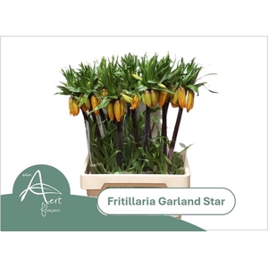 FRIT IM GARLANT STAR