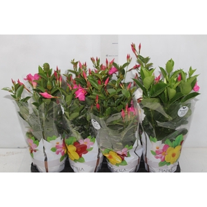 DIPLADENIA P15