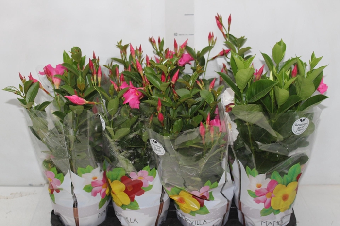 <h4>DIPLADENIA P15</h4>