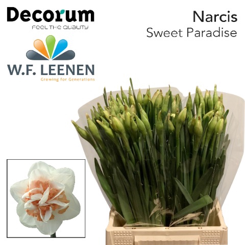 <h4>Narcissus Sweet Paradise 566</h4>