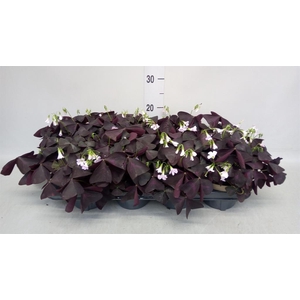 Oxalis trian.