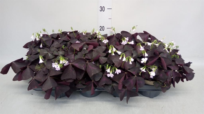 <h4>Oxalis trian.</h4>