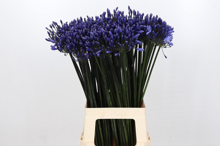 <h4>Agapanthus Intermedius</h4>