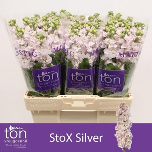 MATTH STOX SILVER