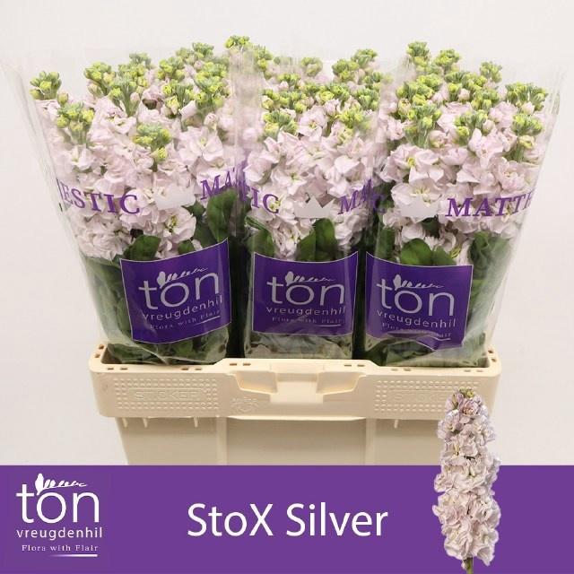 <h4>MATTH STOX SILVER</h4>