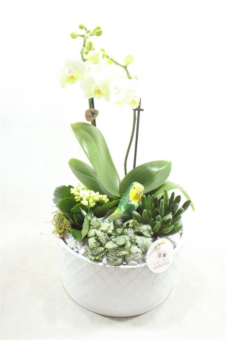 <h4>PH004 STELLA WHITE</h4>