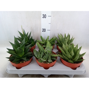 Aloe   ...mix