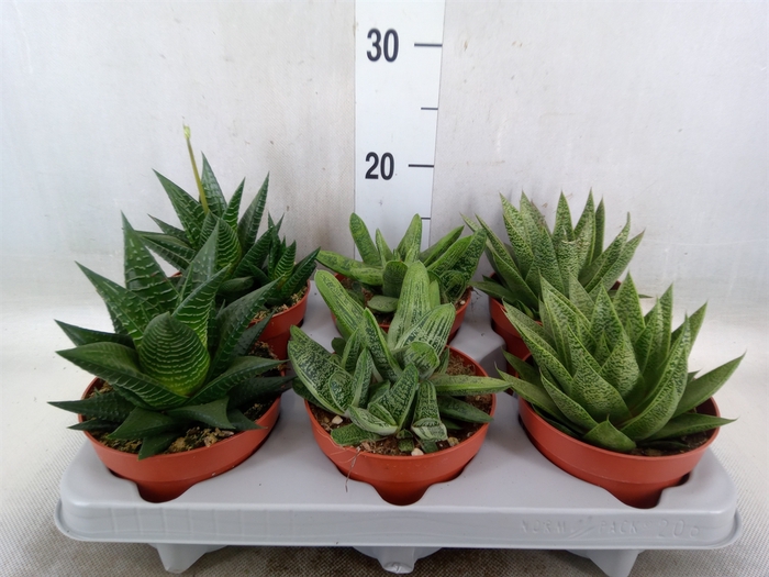 <h4>Aloe   ...mix</h4>