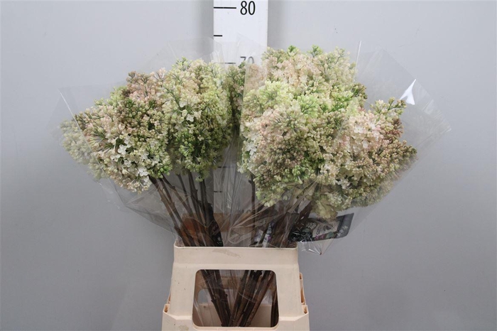 <h4>Syr Hy Maidens Blush 2+</h4>