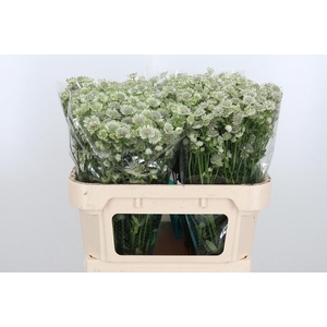 Astrantia Wit Billion Stars