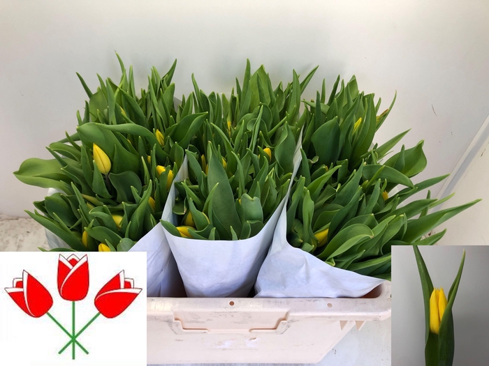 <h4>TU EN STRONG GOLD</h4>