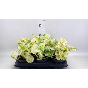 Epipremnum pinn. 'Happy Leaf'