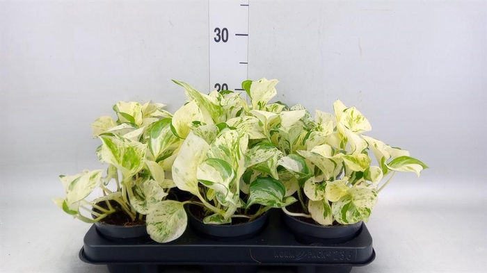<h4>Epipremnum pinn. 'Happy Leaf'</h4>