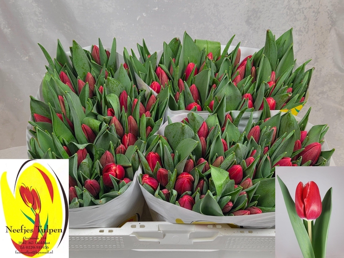 <h4>TU EN KUNG-FU</h4>