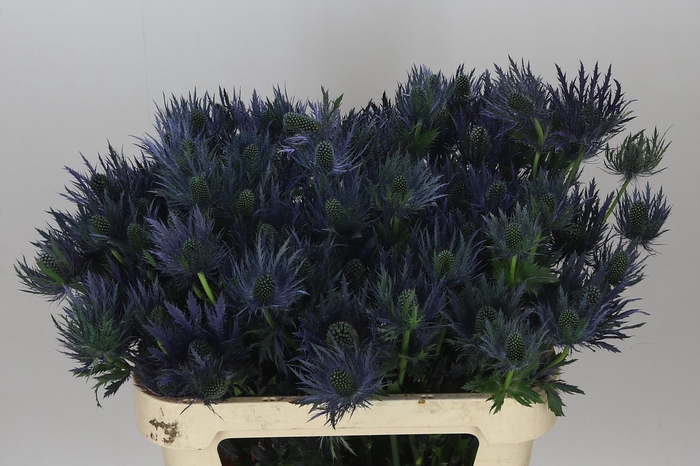 <h4>Eryngium Alpinum</h4>