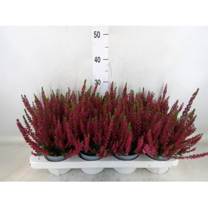 Calluna vulg. 'Beauty L Steffi'