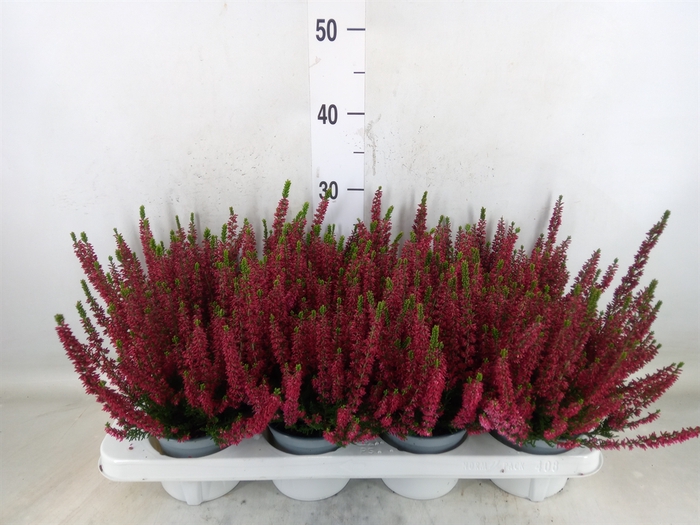 <h4>Calluna vulg. 'Beauty L Steffi'</h4>