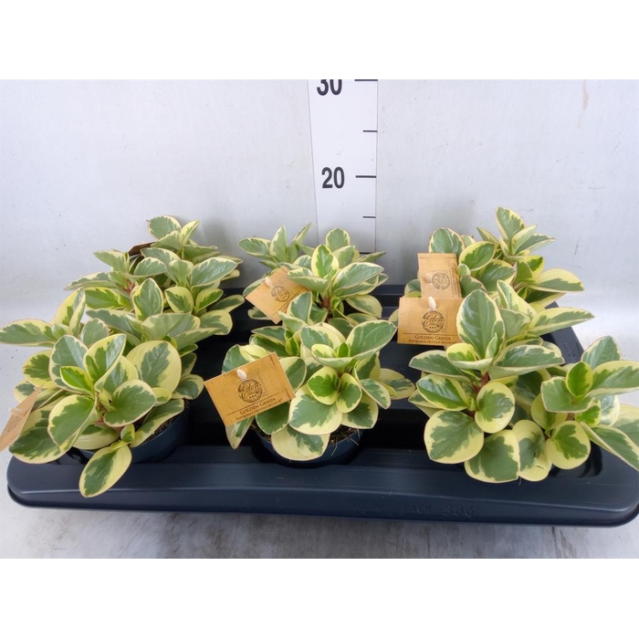 <h4>Peperomia obt. 'Obtipan Bicolor'</h4>
