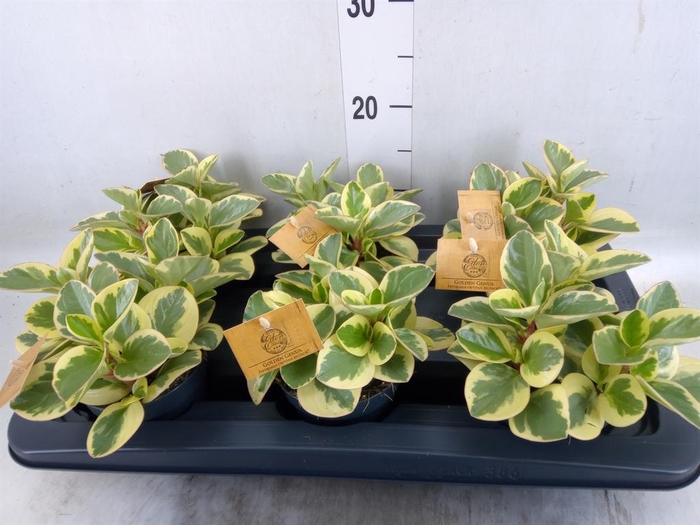 Peperomia obt. 'Obtipan Bicolor'