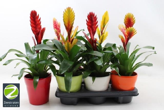 <h4>VRIES GEM 6 SRT</h4>