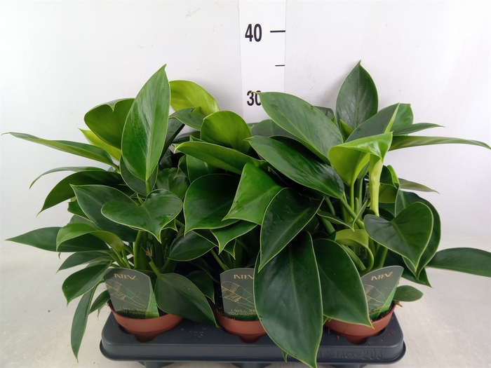 <h4>Philodendron  'Green Princess'</h4>