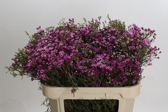 <h4>CHAME UN JUPITER</h4>