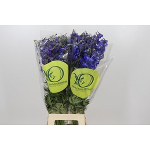 Delph En Belladonna Volkerfrieden Oriental Blue