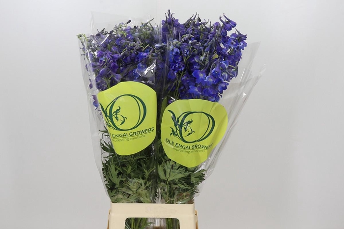 <h4>Delph En Belladonna Volkerfrieden Oriental Blue</h4>
