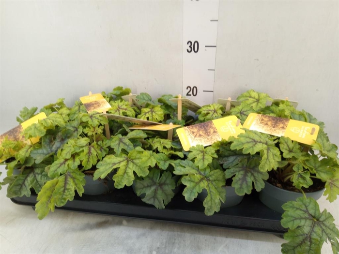 <h4>Heuchera  'Indian Summer'   ...mix</h4>