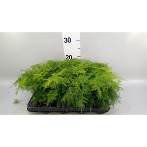 Asparagus setaceus