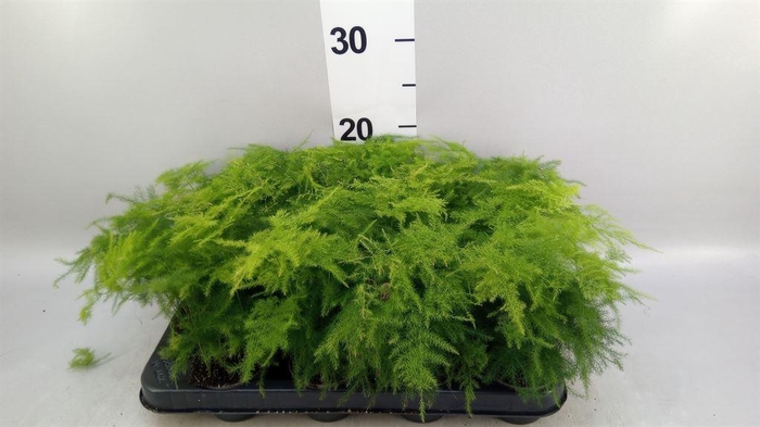 <h4>Asparagus setaceus</h4>